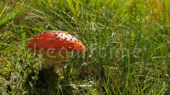 欧洲森林中有毒红蘑菇视频的预览图