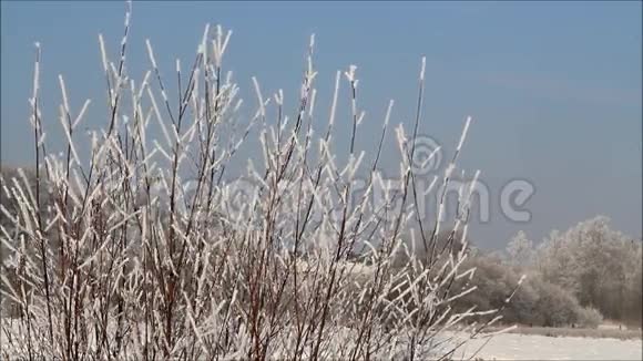 冬季景观分支在海霜视频的预览图