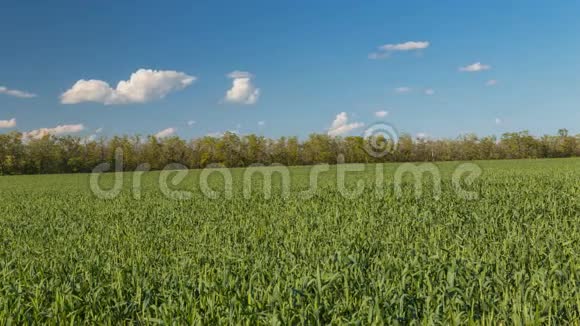 云在春天的快速移动越过麦田在无尽的草原上的唐视频的预览图
