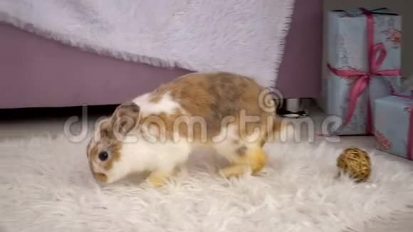 毛绒绒的米色小兔子在工作室休息的视频视频的预览图