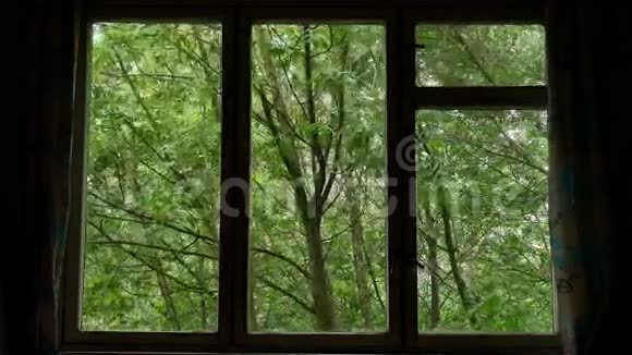 风在树林中摇动绿叶和树梢透过窗户看到视频的预览图