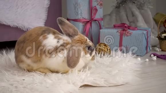 毛茸茸的米色兔子在工作室休息视频的预览图