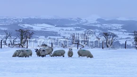 雪中放牧羊的冬季风景视频的预览图