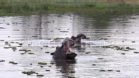 河马河马两栖动物成人口宽开放威胁展示丘贝河奥卡万戈三角洲在博茨瓦纳视频的预览图