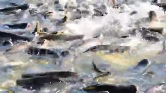 成群的淡水鱼在河中争抢食物视频的预览图