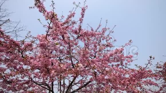 春天的花朵系列樱花在微风中的樱花树枝上小簇绽放视野开阔4K电影视频的预览图
