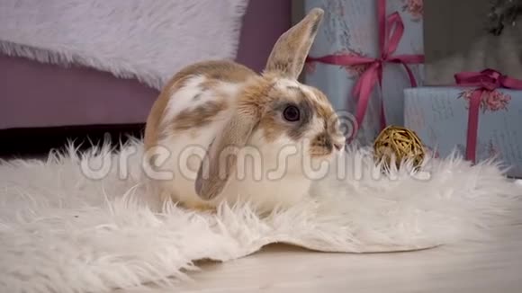 米黄色兔子在工作室休息的视频视频的预览图