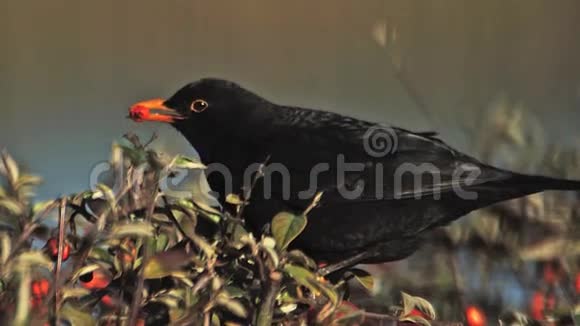 黑鸟杜斯梅鲁拉雄性吃来自科通纳斯特的浆果诺曼底视频的预览图