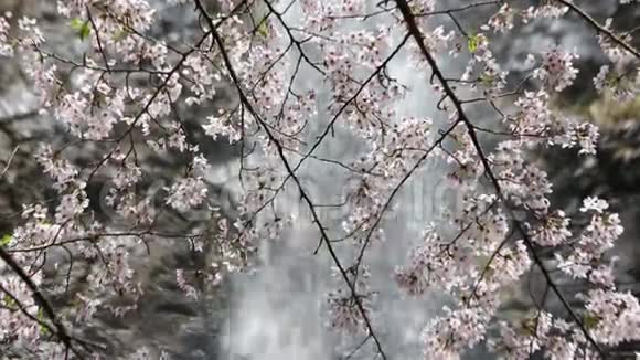 樱花带瀑布视频的预览图
