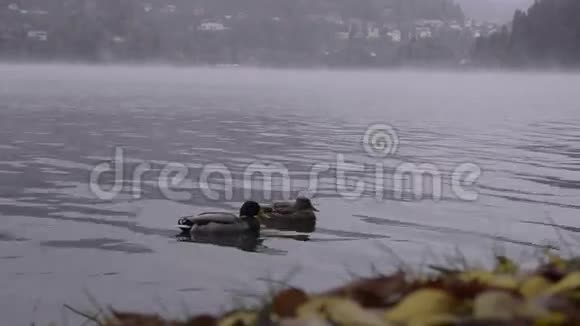 是一个湖村的景色雾帆布视频的预览图