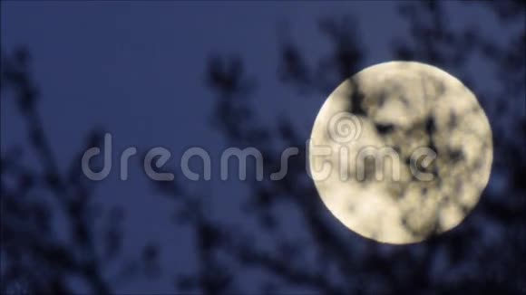 月亮的背景有树和鸟移动视频的预览图