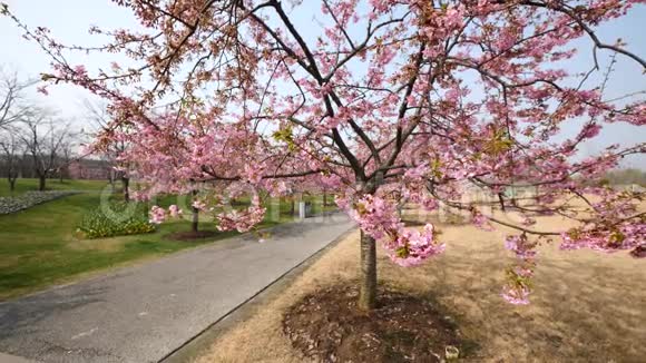 春天的花朵系列樱花在微风中的樱花树枝上小簇绽放视野开阔4K电影视频的预览图