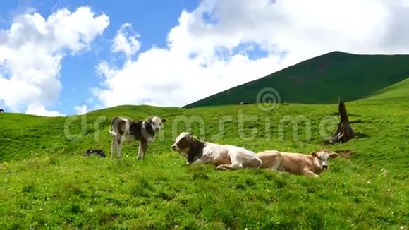 在绿色的夏日山上在云的背景下牛躺在山顶上吃草视频的预览图