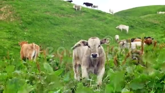 年轻的奶牛在一片绿草如茵的草地上吃草看着摄像机视频的预览图