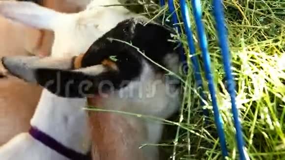 农场动物吃干草视频的预览图