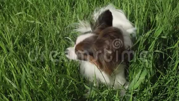 美丽的狗Papillon坐在绿色的草坪上吃草股票录像视频视频的预览图