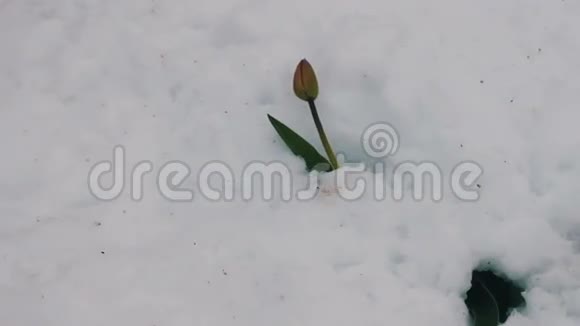 雪中的郁金香花春天暴风雪的后果视频的预览图