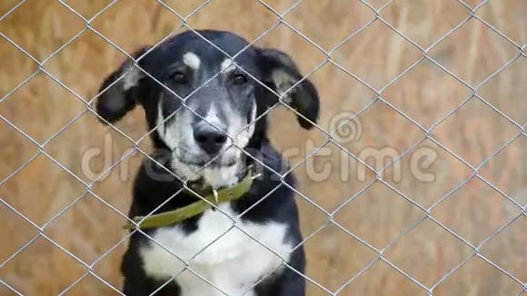 狗在动物收容所的笼子里视频的预览图
