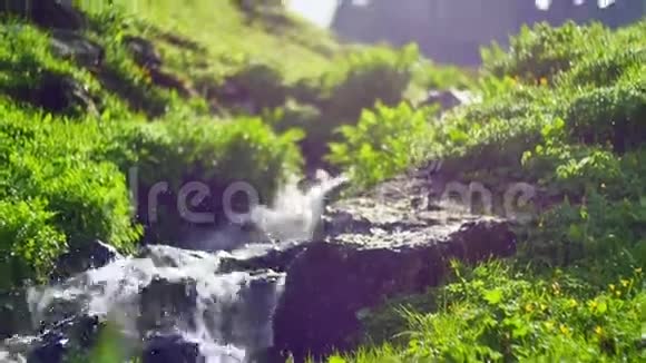 在绿色的森林里阳光照亮了一条清新的小溪视频的预览图