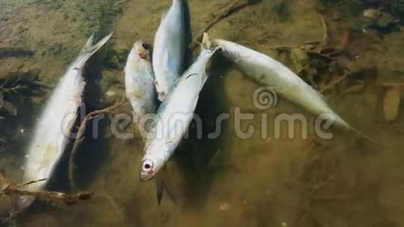 河上死鱼视频的预览图