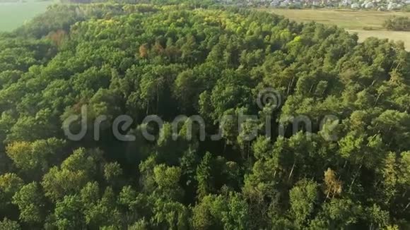 空中观景台飞过美丽的森林树木景观全景视频的预览图