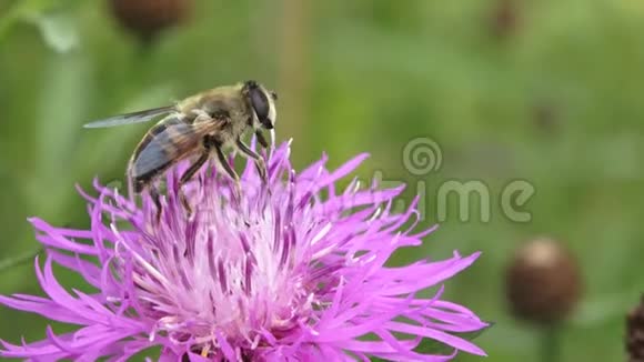 蜜蜂栖息在刚盛开的花朵上视频的预览图