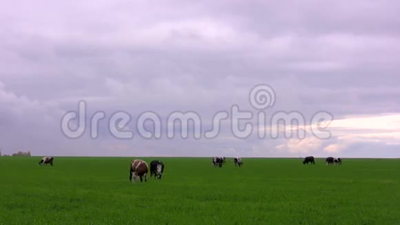 奶牛在草地上时光流逝视频的预览图