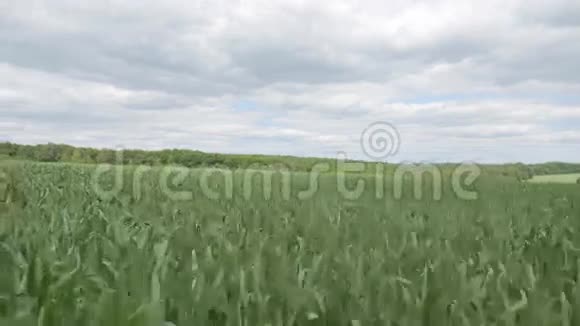 用摄像机拍摄的一片绿芽面包镜头飞行在绿草之上视频的预览图