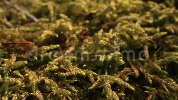 苔藓苔藓植物的宏观视频的预览图