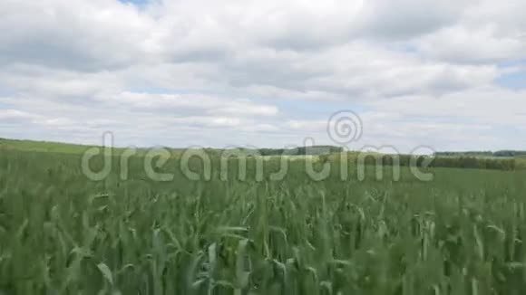 用摄像机拍摄的一片绿芽面包镜头飞行在绿草之上视频的预览图