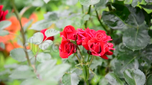 花坛中的红玫瑰灌木视频的预览图