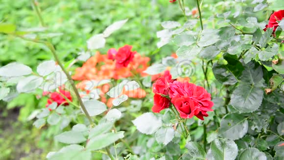 花坛中的红玫瑰灌木视频的预览图