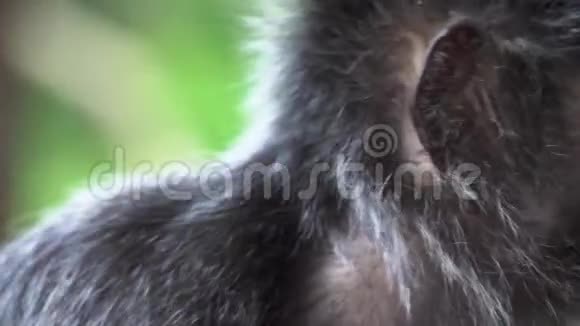 银叶猴的肖像视频的预览图