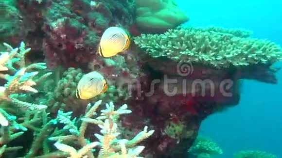 马尔代夫海底清澈海底背景下的天使鱼视频的预览图