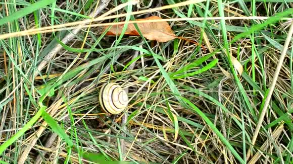蜗牛在草地上爬行的时间流逝视频的预览图
