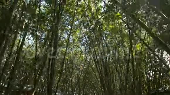 阳光透过竹树冠视频的预览图