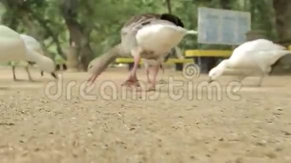 公园里的游客喂面包屑鸟鹅视频的预览图