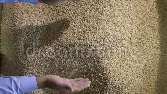 收获紧紧抓住农民手中的麦粒视频的预览图