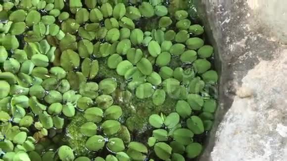 是一种水生植物视频的预览图