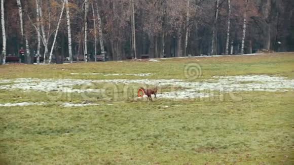 狗跑在秋天的公园里慢动作视频的预览图