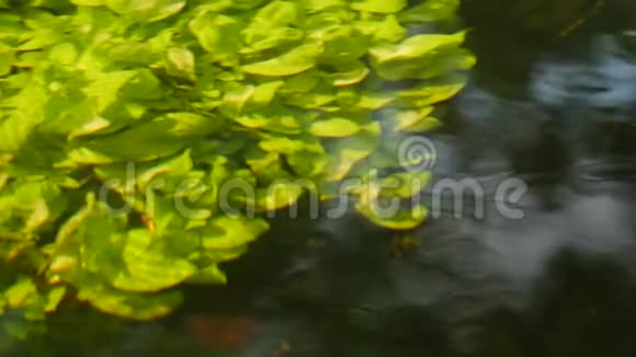 美丽的水下植物在河水中流动视频的预览图