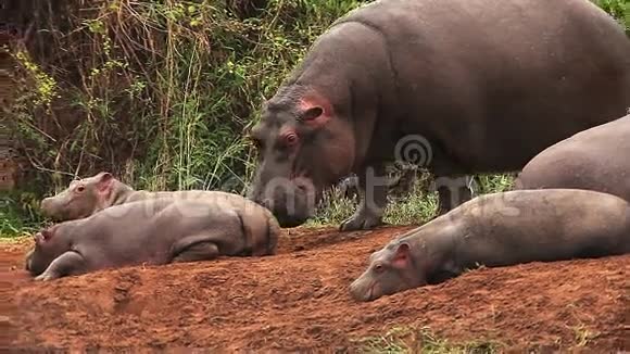 河马河马两栖动物成人舔杨肯尼亚马赛马拉公园视频的预览图