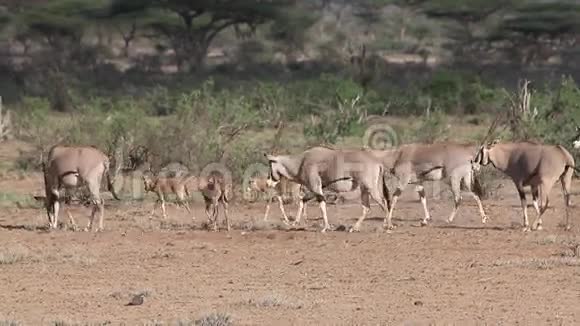 BeisaOryxoryxbeisa一群成年人和小牛在肯尼亚的马赛马拉公园的萨凡纳散步视频的预览图