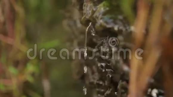 春天的水滴在绿色的苔藓上滴落视频的预览图