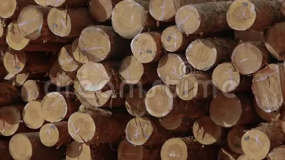 大量的柴火一排排的锯木树干锯木厂的锯木头视频的预览图