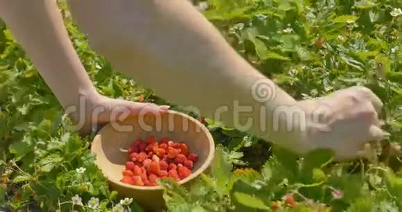 年轻女子用手在田里采摘草莓然后用木盘子视频的预览图