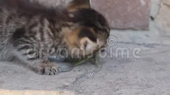 小猫在吃绿色蜥蜴视频的预览图