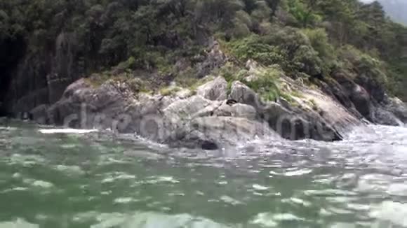 新西兰海洋岩石海岸上的海豹其背景是惊人的自然视频的预览图
