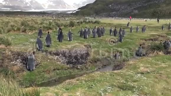 福克兰群岛青山背景下小溪里的帝王企鹅视频的预览图