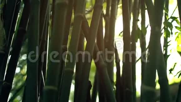 太阳光线透过竹树照射视频的预览图